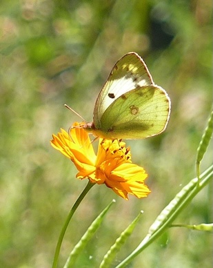 Berger's clouded yellow